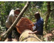 非洲原木进口案例