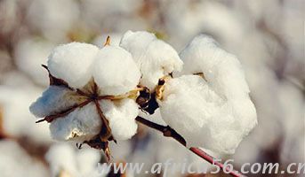 纺织原料——棉花