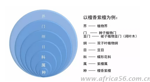 檀香紫檀的种类划分