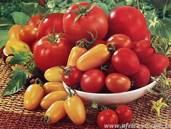 尼日利亚番茄产量恢复，损失却为何一直在攀高？