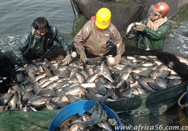 旭洲物流服务海鲜冻品出口案例_非洲海运_货运代理