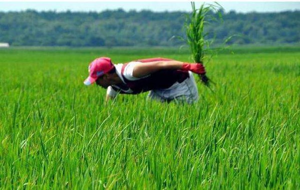 敌草快、草铵膦将推出欧盟市场_出口农药_旭洲物流