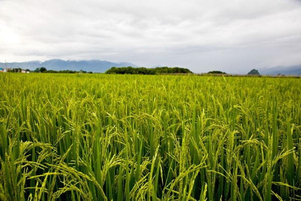 坦桑尼亚大米生产的十年计划_非洲物流_上海旭洲