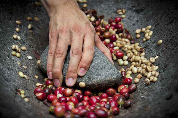 埃塞俄比亚咖啡出口到中国_非洲货运出口_旭洲物流
