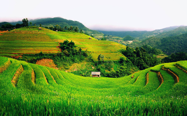 越南农药市场情况_农化品出口_一级货运代理旭洲物流