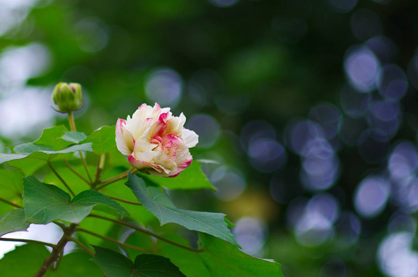 尼日利亚花果蔬菜市场怎么样_非洲海运_旭洲物流