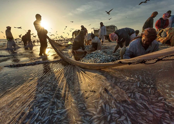 加纳政府推进捕鱼业可持续发展_非洲物流_上海旭洲