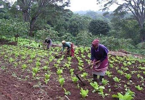 几内亚政府即将启动2个农业发展项目_非洲物流_上海旭洲