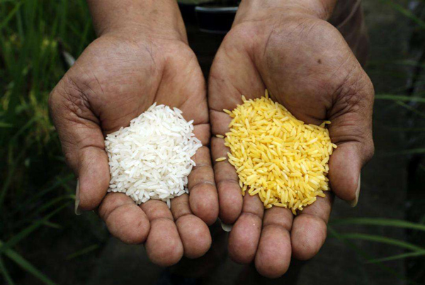 肯尼亚四分之三的大米都来自进口_非洲物流_上海旭洲